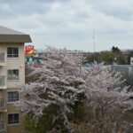<span class="title">団地バルコニーから見える桜(2025/05/04)</span>